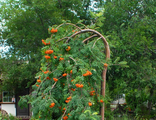 &quot;Мичуринская Десертная&quot; рябина плакучая (Sorbus &quot;Desertnaja Michurina&quot;)