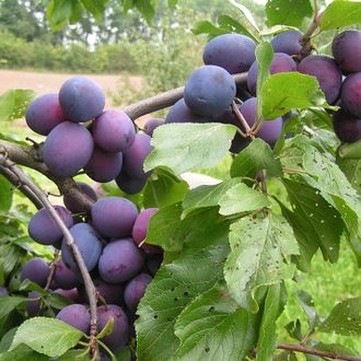 Слива &quot;Ника&quot;