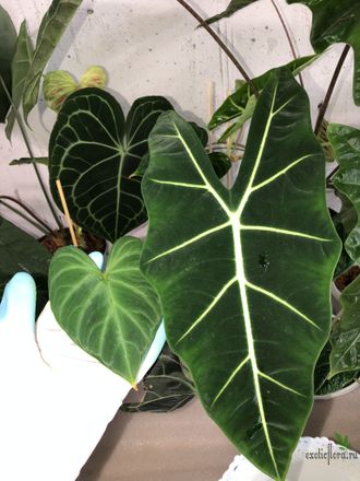 Alocasia Micholitziana 'Frydek' / Алоказия Мишольца Фрайдек