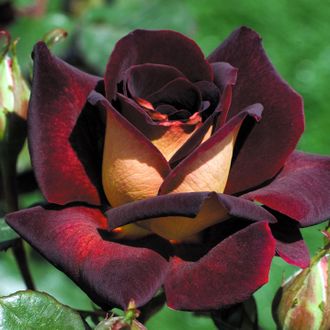 Эдди Митчелл роза, ОКС Эдди Митчелл роза, ОКС