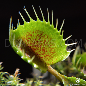 Dionaea muscipula Cupped trap