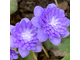 Hepatica nobilis «Кокетка»