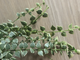 Dischidia ruscifolia ' Million Heart ' variegated