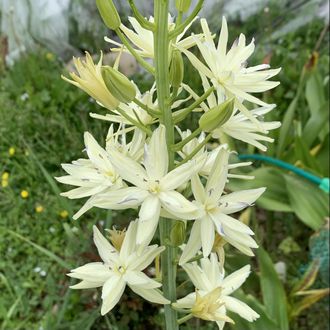 Camassia leichtlinii Semiplena