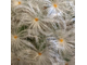 Mammillaria Plumosa