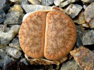 Lithops pseudotruncatella 'mundtii' C100