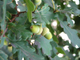 Дуб черешчатый или обыкновенный (Quercus robus)(40-60/3л)