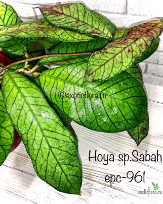 Hoya sp . Sabah (EPC-961)