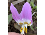 Erythronium sibiricum &quot;Сувенир Арзангельского»