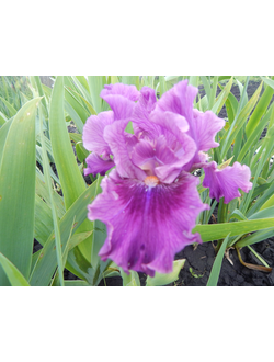 ПОП  КАЛЧЕР  (POP  CULTURE), Блэк '12