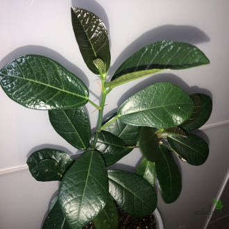 Ficus sp.(T01) Indonesia / Фикус Индонезия природник