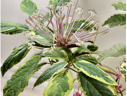 Clerodendron Qadriloculare Variegated