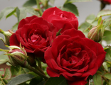 Роза почво-покровная Ред Каскад
