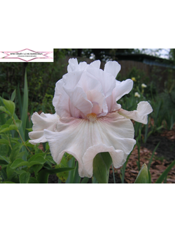 ВОЗДУШНЫЙ КОРАБЛЬ С.Локтев 2017