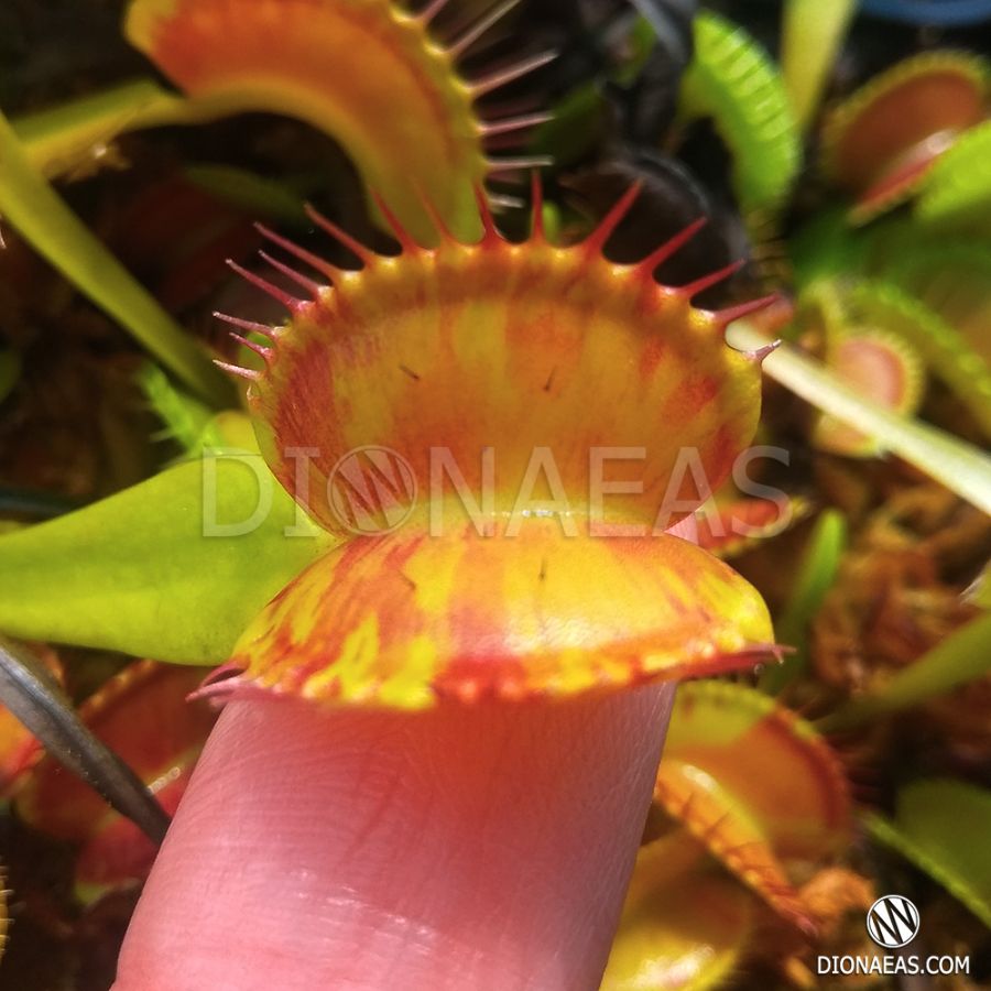 Dionaea Muscipula private collection "DIONAEAS" International Delivery