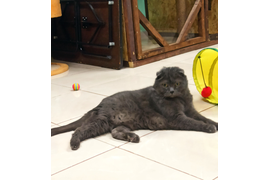 Джоник,старичок скоттиш-фолд