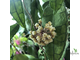 Hoya finlaysonii long leaves