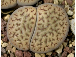 Lithops hookeri v.dabneri C013 (MG) - 10 семян