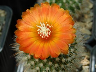 Parodia weberiana (D=40-45мм)