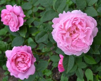 Мери Роуз роза, ОКС Мери Роуз роза, ОКС