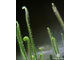 Drosera Filiformis