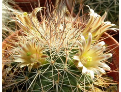 Mammillaria grusonii EXTRA LONG - 5 семян