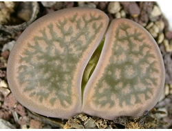 Lithops hookeri v.marginata C137 (MG-1616.54) - 10 семян