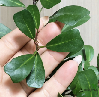 Ficus lingua triangle / Фикус Язычковый