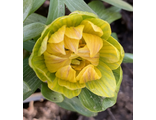 Eranthis &quot;Noel Ayres&quot;