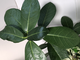 Ficus sp.(T01) Indonesia / Фикус Индонезия природник