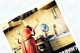 фото таракан на кухне