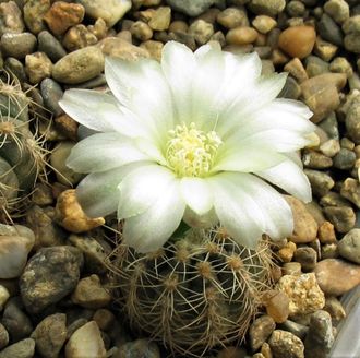 Gymnocalycium bruchii ssp. deminii VG 1176