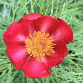 Paeonia tenuifolia «Звезда»