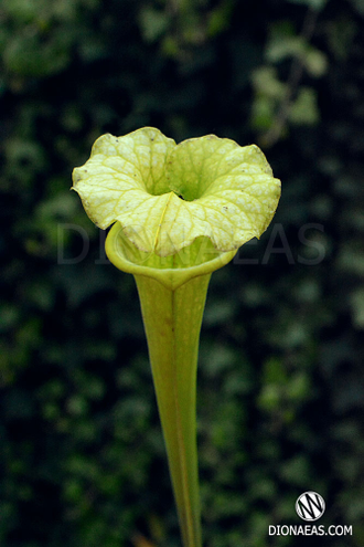 Sarracenia hybrid 5