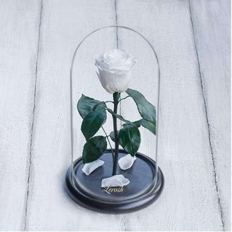 Стабилизированная роза в колбе Lerosh - Mini 27 см, Белая
