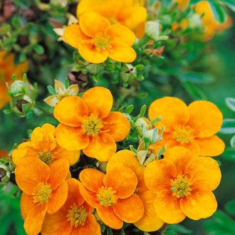 Лапчатка кустарниковая Манго-Танго С3