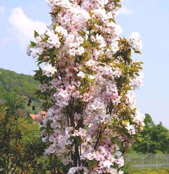 Вишня мелкопильчатая Amanogawa (Сакура)