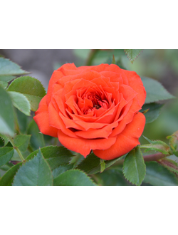 Роза миниатюрная "Orange Juwel"