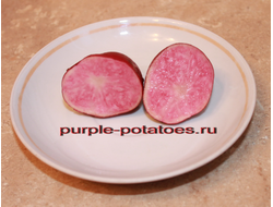 Сорт картофеля Konigspurpur