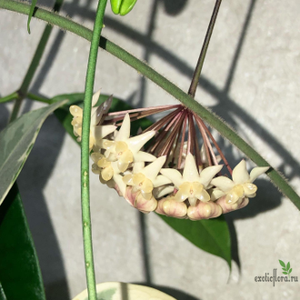 Hoya thuathienhuensis