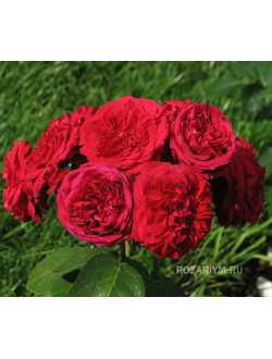 Роза Красная шапочка (Rotkappchen)