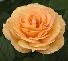 Саммертайм (Sumertime) Ч/Г, Meilland Саммертайм (Sumertime) Ч/Г, Meilland