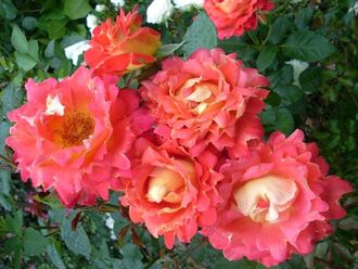 Декор арлекин (Decor Arlequin) шраб. Meilland Декор арлекин (Decor Arlequin) шраб. Meilland