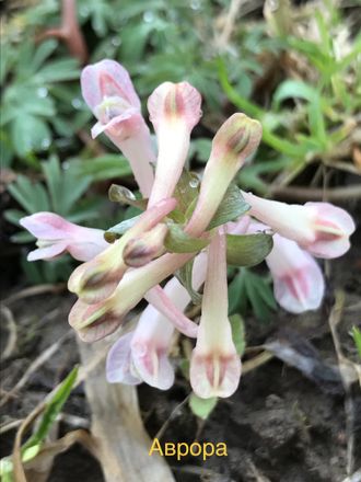 Corydalis solida &quot;Аврора&quot;