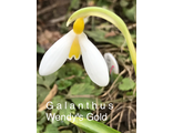 Galanthus Wendy`s Gold
