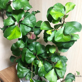 Ficus Triangularis "Green Dream" / фикус кокетка