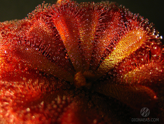 Drosera "Aliciae"