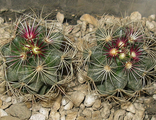 Thelocactus bicolor v. tricolor