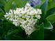 Бирючина обыкновенная (Ligustrum vulgare)