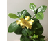 Gardenia jasminoides 'Belmont' green